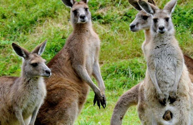 Desfile de pingüinos y fauna salvaje de Phillip Island - Tour de un día entero - Foto 1